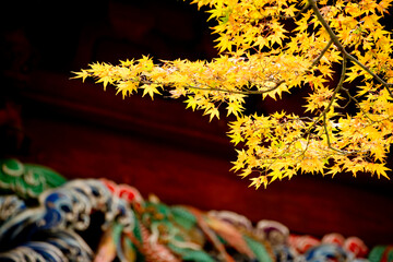 長興山妙本寺の紅葉, 鎌倉, 日本 - obrazy, fototapety, plakaty
