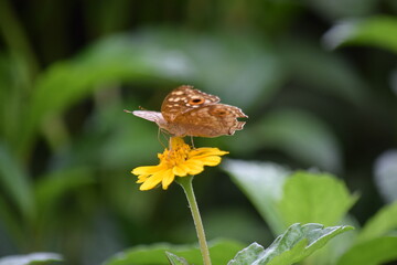 butterfly on flower