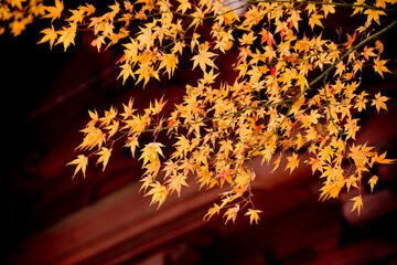 長興山妙本寺の紅葉, 鎌倉, 日本