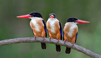 Three blue birds sitting on tree branch together with lovely faces, black-capped kingfishers