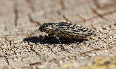 beetle sculptured pine borer (Chalcophora angulicollis or mariana) on wood cut