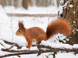 Profile photo of a bushy tailed eurasian red squirrel sitting on a tree branch in the winter snow