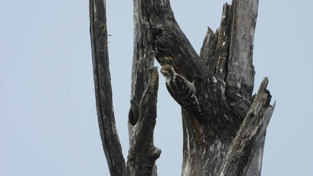 woodpicker searching for food ..