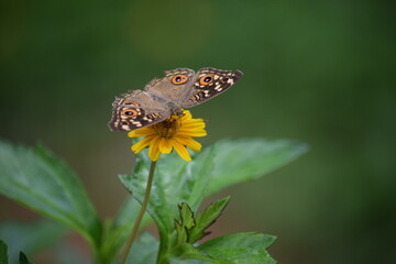 butterfly on a flower