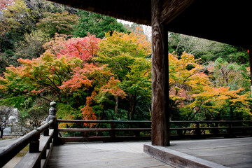 長興山妙本寺の紅葉, 鎌倉, 日本