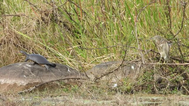 Tortoise waiting for food in pond area..