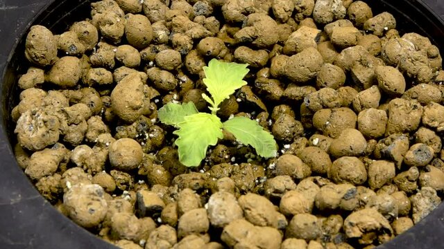 Cannabis Plant Growing In Pot With Clay Pellets - Hydroponic Cannabis Cultivation System. - high angle
