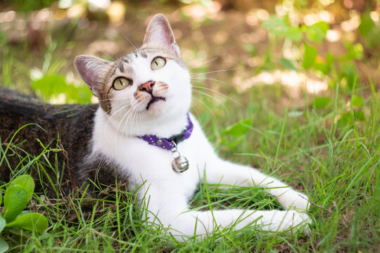 Close up Thai tabby cat looking up ready to play. Portrait female cat with purple collar lying down on the grass.