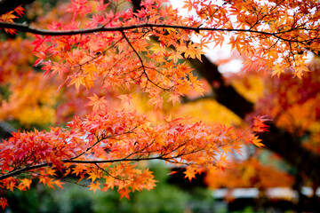 瑞鹿山 円覚寺, 北鎌倉の紅葉