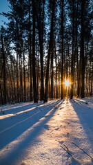 winter evening in the forest with long shadows from the trees, sunset