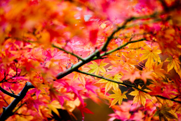 瑞鹿山 円覚寺, 北鎌倉の紅葉