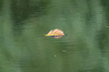 autumn maple leaf floating in water, Autumn colors