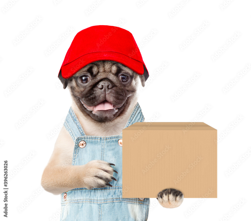 Poster pug puppy wearing a red cap and overalls holds big box. isolated on white background