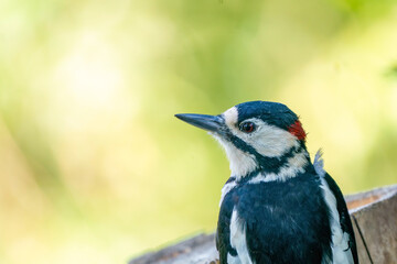A portrait of a head of a great spotted woodpecker. Green bokeh
