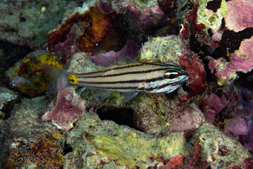 Toothy Cardinalfish Cheilodipterus isostigmus