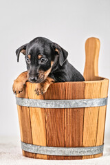 Vintage look. A portrait of a cute Jack Russel Terrier puppy, in a wooden sauna bucket, isolated on a white background