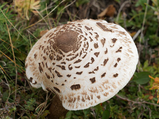 (Macrolepiota procera) Champignon populaire, coulemelle ou lépiote élevée dans une prairie en Forêt-Noire