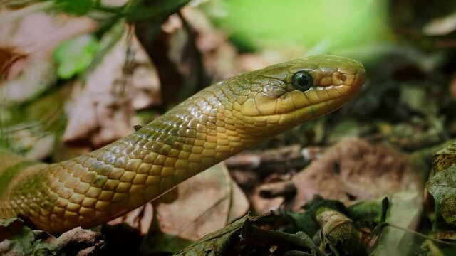 Aesculapian Snake - Zamenis longissimus, Elaphe longissima, nonvenomous olive green and yellow snake native to Europe, Colubrinae subfamily of family Colubridae. Resting on the branch.