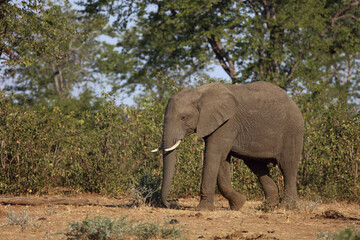 Fototapeta premium Afrikanischer Elefant / African elephant / Loxodonta africana.