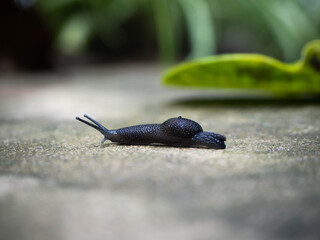 The black snail is on the ground in the garden.