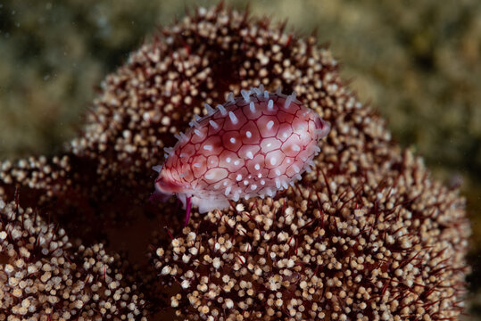 Fruit Egg Shell Prionovolva Brevis