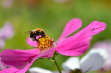 Bumblebee inside a pink garden cosmos flower, mexican aster, bee pollinating in the garden, big pink petals, macro close up.