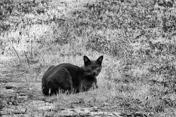 Chat couché de profil . © Richard
