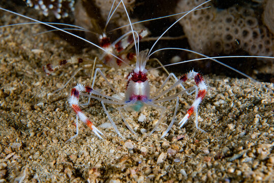 Boxer Shrimp Stenopus hispidus