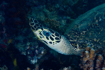 Hawksbill Turtle Eretmochelys imbricata