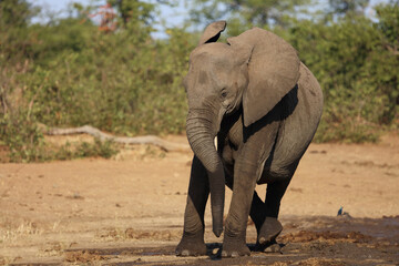 Obraz premium Afrikanischer Elefant / African elephant / Loxodonta africana.