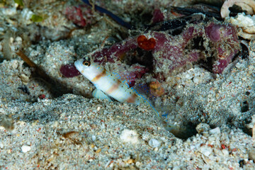 Fototapeta na wymiar Steinitzi Shrimp-Goby Amblyeleotris steinitzi
