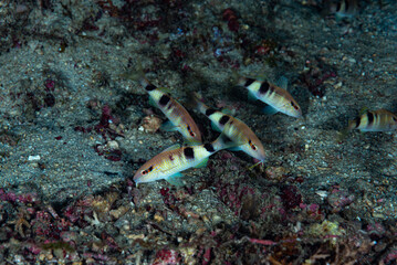 Banded Goatfish Parupeneus multifasciatus