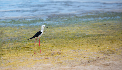 Bird class of Charadriiformes Recurvirostridae species, black widow type.