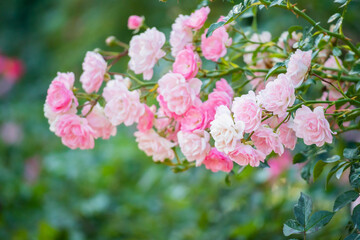 Obraz premium Beautiful pink roses flower in the garden