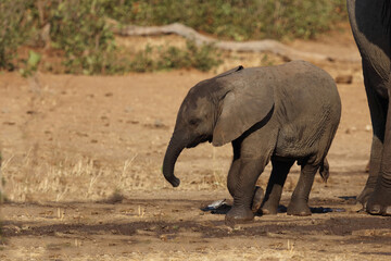 Fototapeta premium Afrikanischer Elefant / African elephant / Loxodonta africana.
