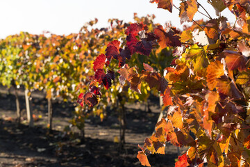 Autumn grapes with red leaves, the vine at sunset is reddish yellow