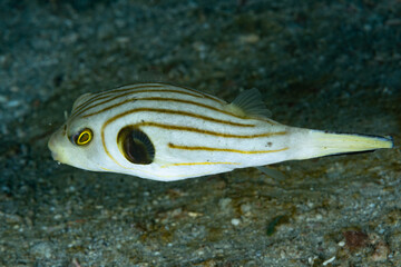Narrowlined Puffer Arothron manilensis.