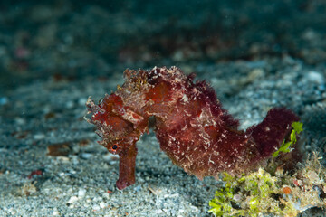 Estuary Seahorse Hippocampus kuda