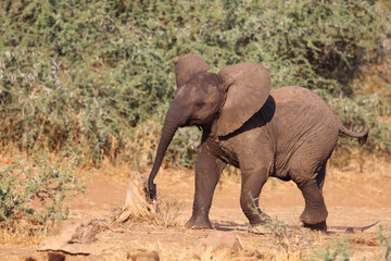 Fototapeta premium Afrikanischer Elefant / African elephant / Loxodonta africana.