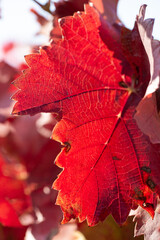 Autumn grapes with red leaves, the vine at sunset is reddish yellow