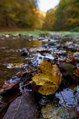 Colorful autumnal landscape of a river in the forest