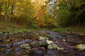 Colorful autumnal landscape of a river in the forest