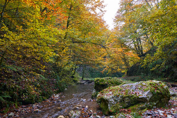 Colorful autumnal landscape of a river in the forest