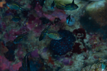 Fototapeta na wymiar Spiny Chromis Acanthochromis polyacanthus
