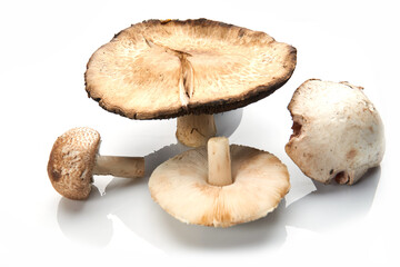 Wild Foraged Mushroom selection isolated on white background, with shadow.