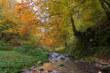 Colorful autumnal landscape of a river in the forest