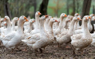 Gänse auf einem Geflügelhof