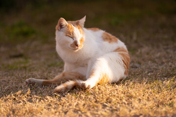 くつろぐ猫　茶白猫