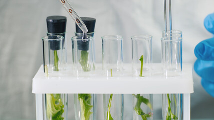 Macroshooting of test tubes with plants, they add the drug. Genetic modifications concept