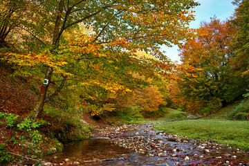 Colorful autumnal landscape of a river in the forest